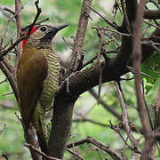 Golden-olive Woodpecker