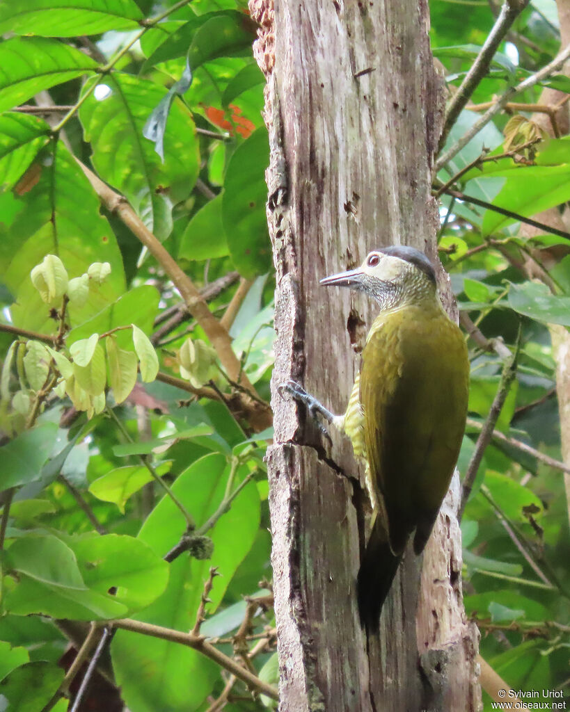 Golden-olive Woodpecker female adult