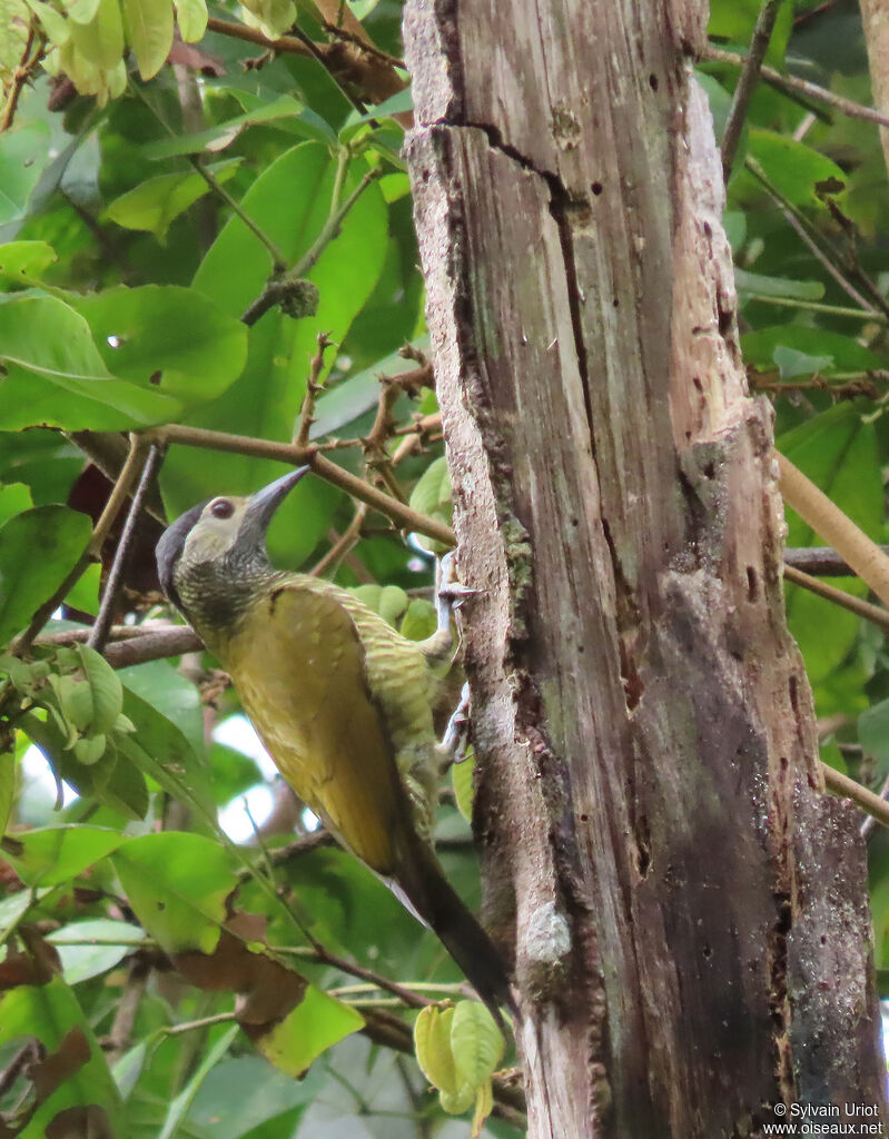 Golden-olive Woodpecker female adult