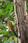 Golden-olive Woodpecker