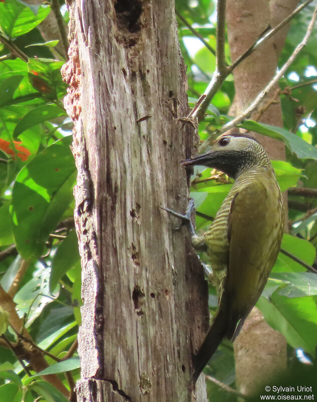 Golden-olive Woodpecker female adult