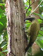 Golden-olive Woodpecker