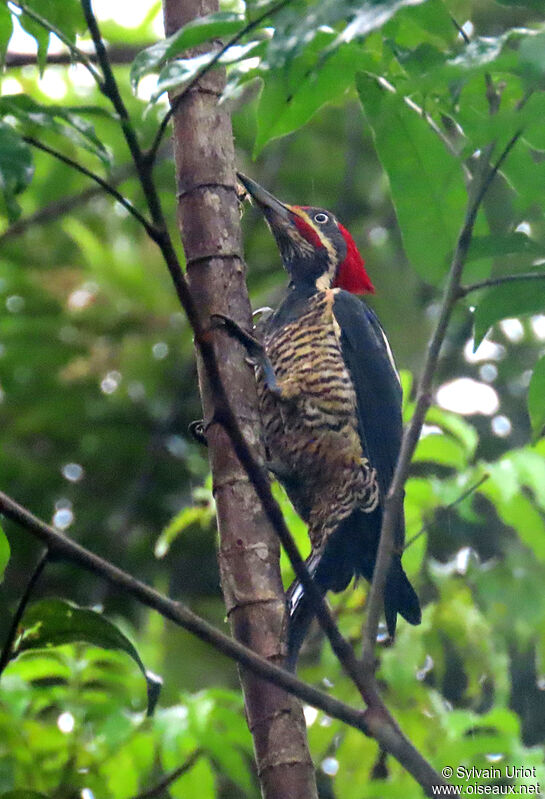 Lineated Woodpecker male adult