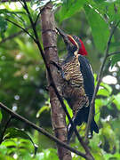 Lineated Woodpecker