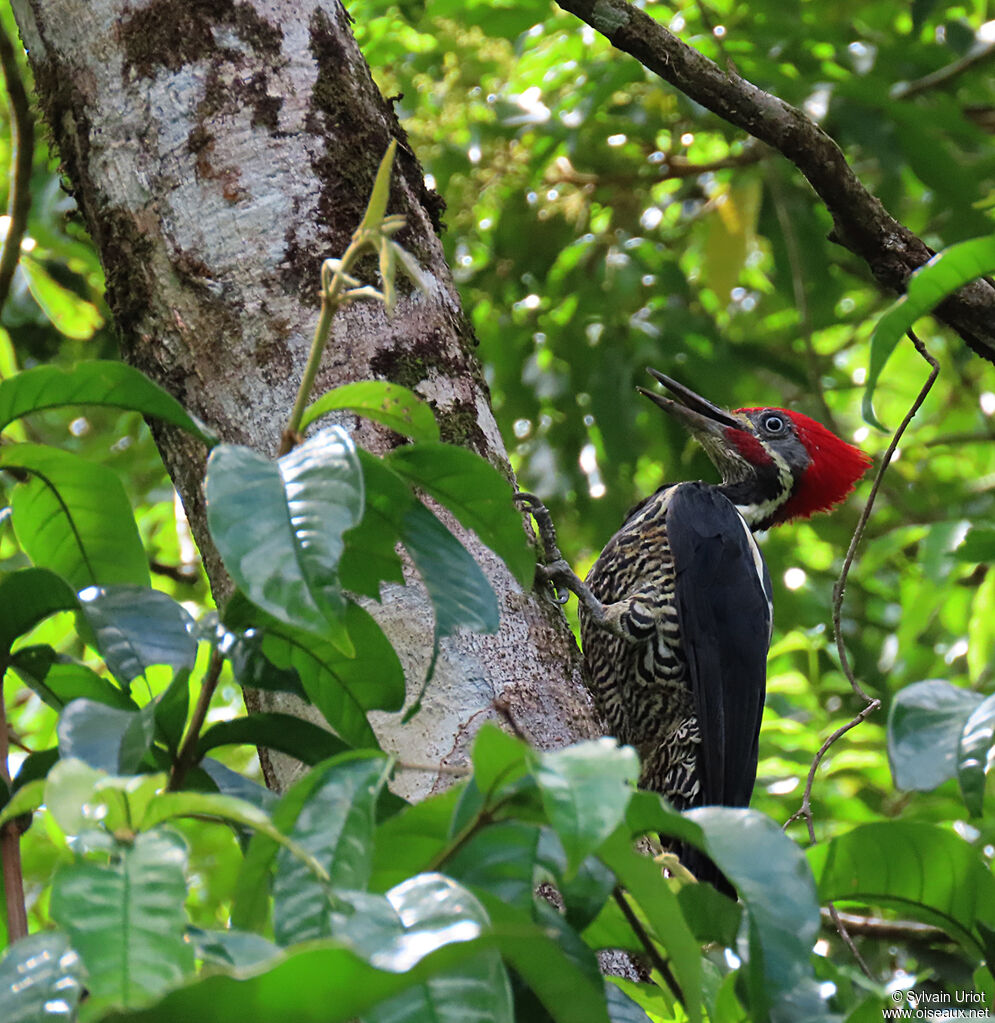 Lineated Woodpecker male adult