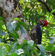 Lineated Woodpecker