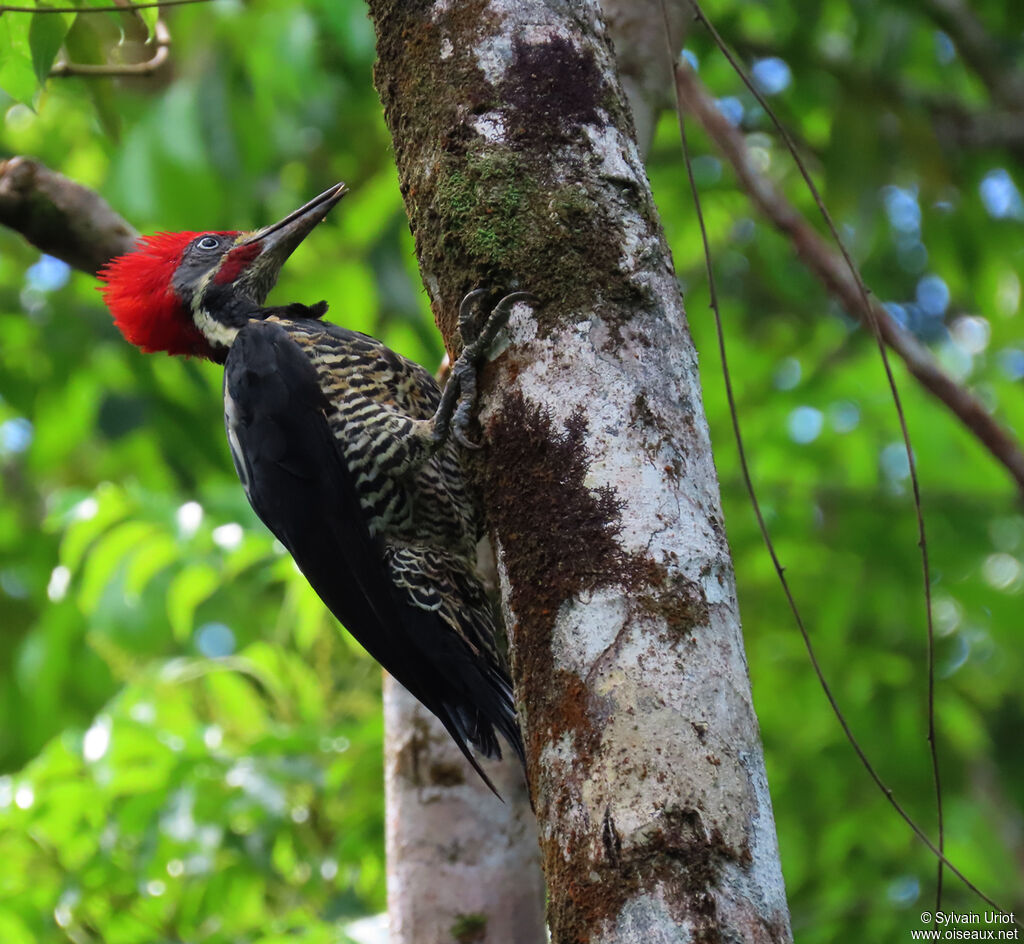 Lineated Woodpecker male adult