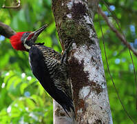 Lineated Woodpecker