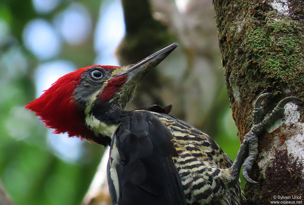 Lineated Woodpecker male adult