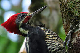 Lineated Woodpecker