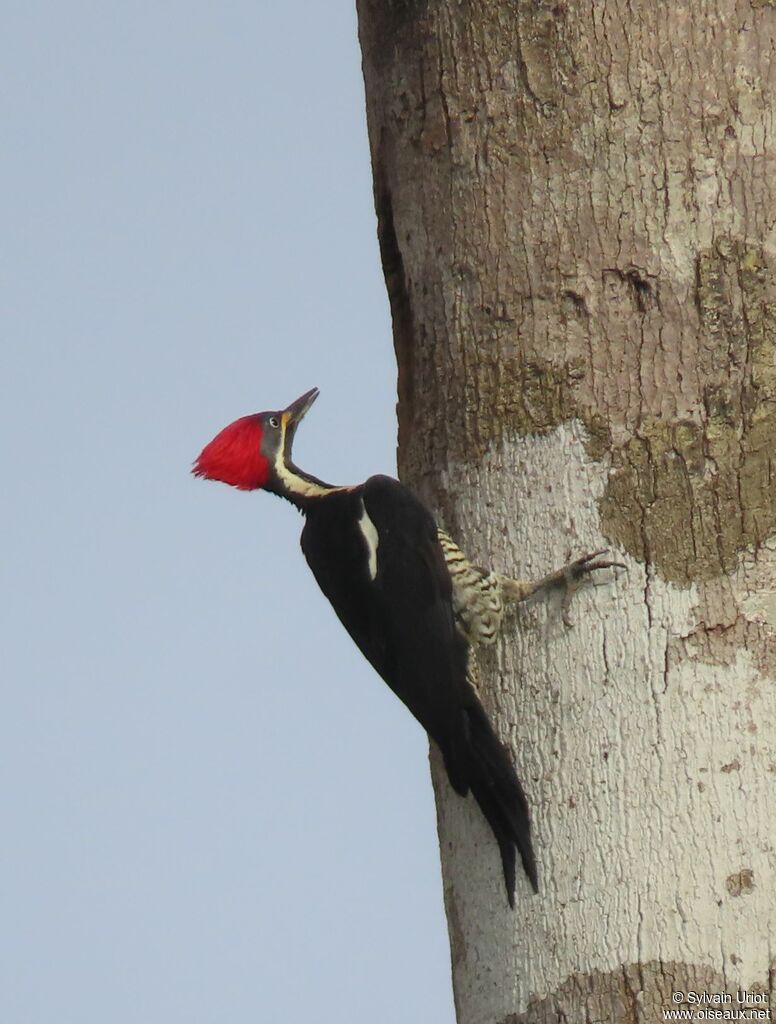 Lineated Woodpecker female adult