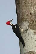 Lineated Woodpecker