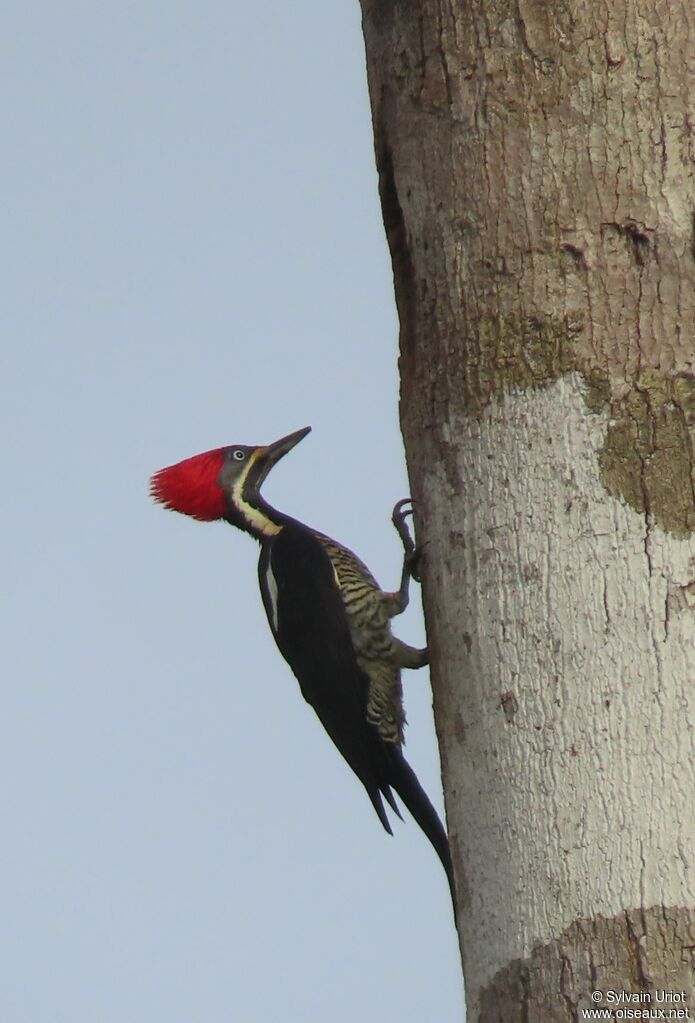 Lineated Woodpecker female adult