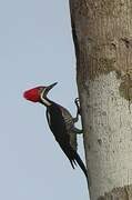 Lineated Woodpecker