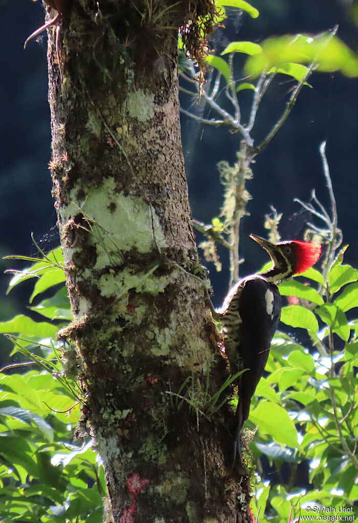 Lineated Woodpecker