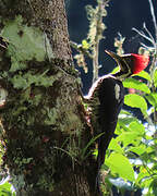 Lineated Woodpecker