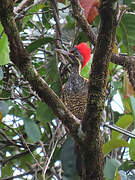 Lineated Woodpecker