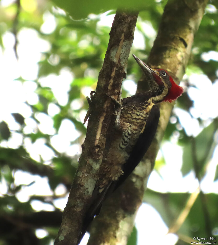 Lineated Woodpecker male adult