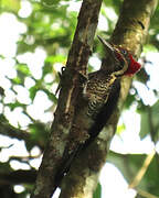 Lineated Woodpecker