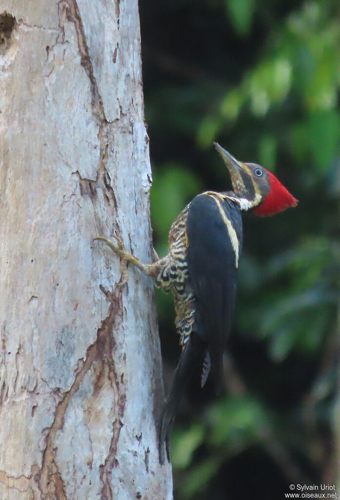 Lineated Woodpecker female adult