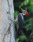 Lineated Woodpecker