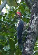 Lineated Woodpecker