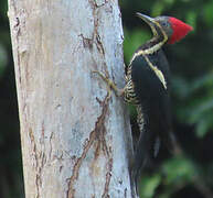 Lineated Woodpecker