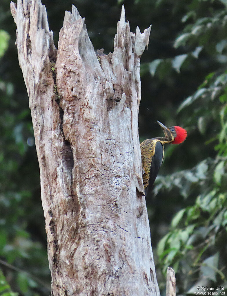 Lineated Woodpecker female adult