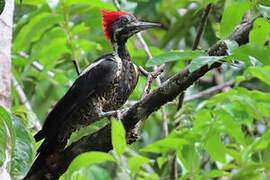 Lineated Woodpecker