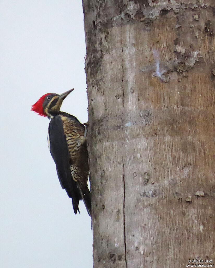 Pic ouentou femelle adulte