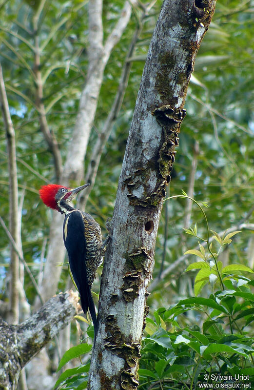 Lineated Woodpecker male adult