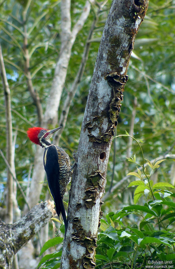 Lineated Woodpecker male adult