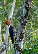 Lineated Woodpecker