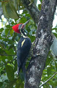 Lineated Woodpecker