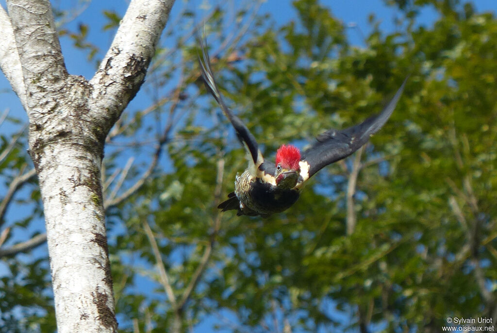 Lineated Woodpecker male adult