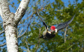 Lineated Woodpecker