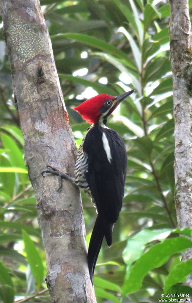 Lineated Woodpecker male adult