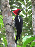 Lineated Woodpecker