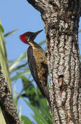 Lineated Woodpecker