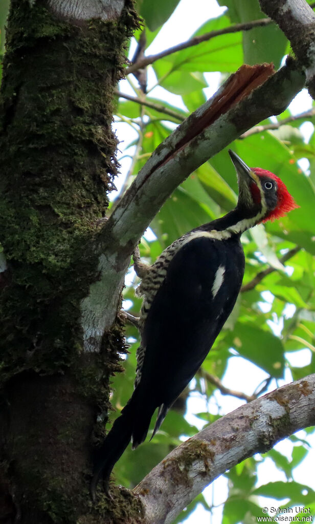 Lineated Woodpecker male adult