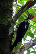 Lineated Woodpecker