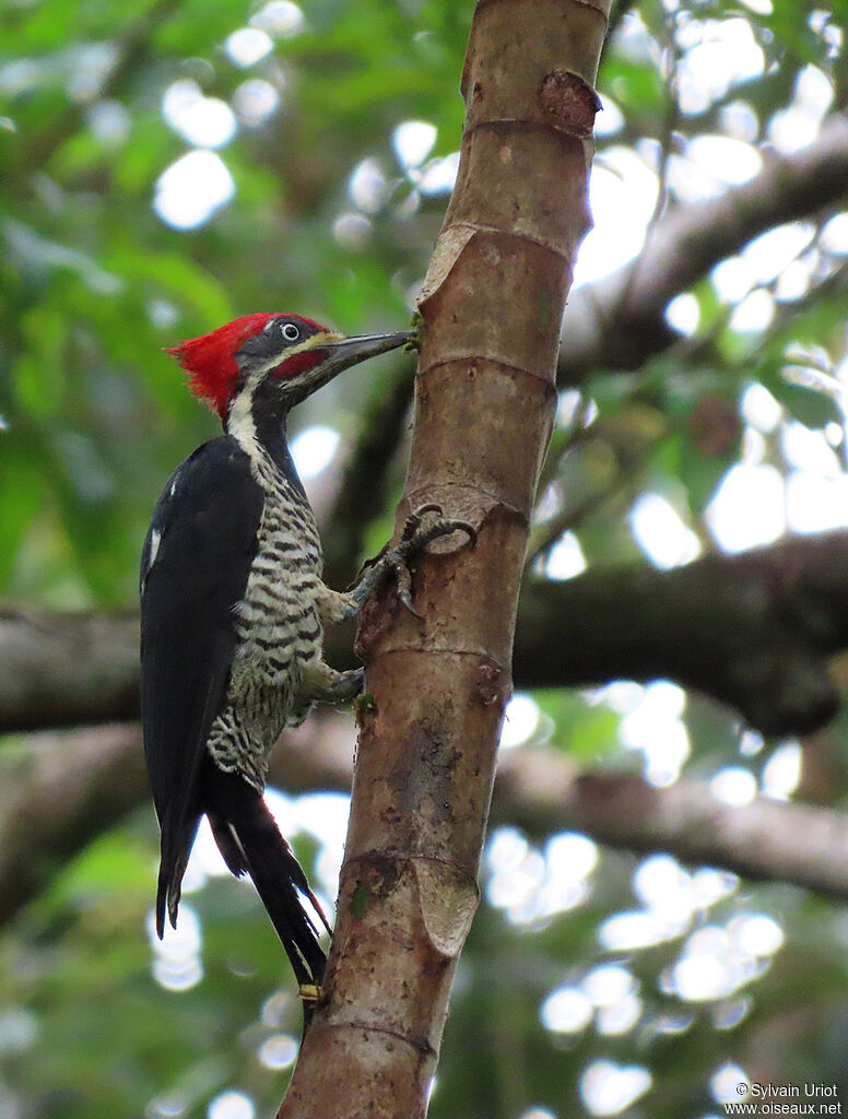 Lineated Woodpecker male adult