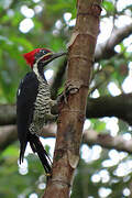 Lineated Woodpecker