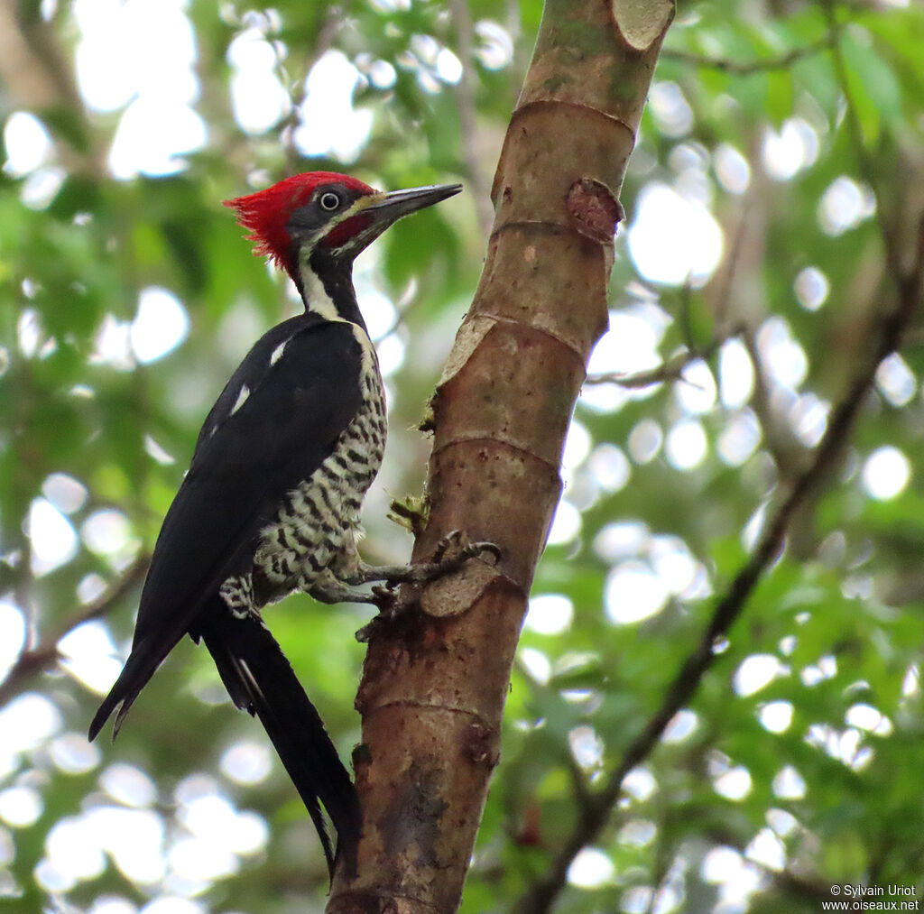 Lineated Woodpecker male adult