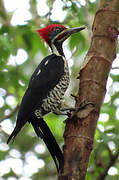 Lineated Woodpecker