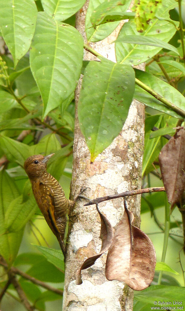 Pic passerin femelle adulte