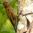 Pic passerin