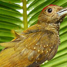 Pic passerin