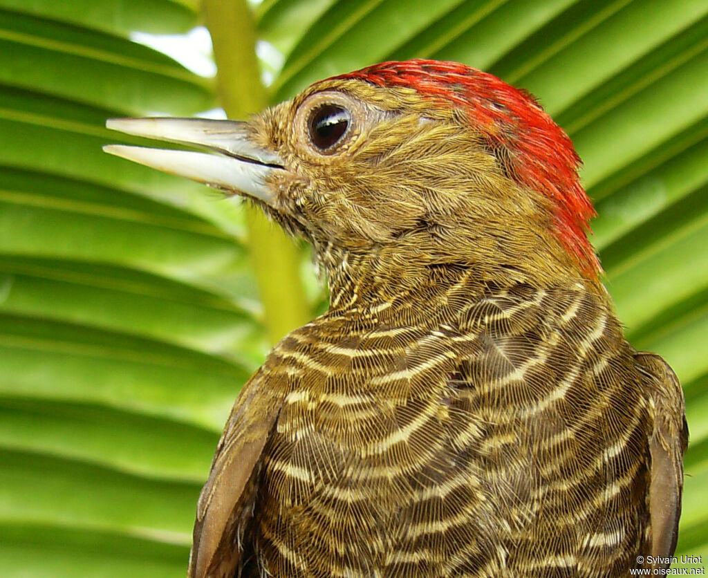 Little Woodpecker male adult