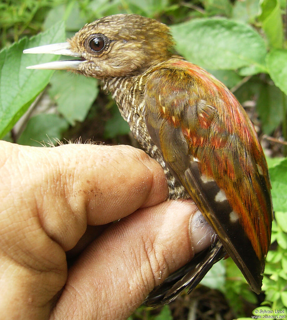 Little Woodpecker female adult